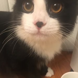 Meet your Posher, Joyce